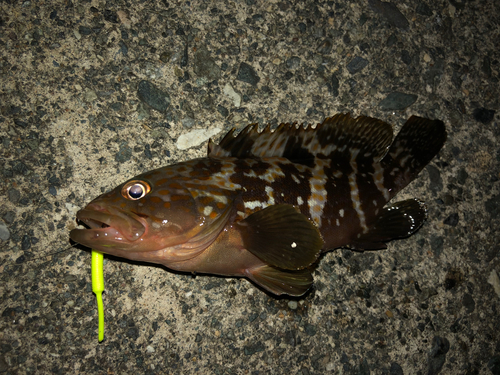 キジハタの釣果