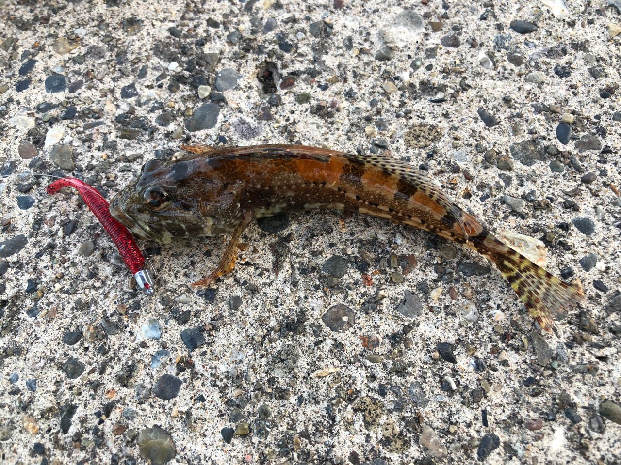 アナハゼ