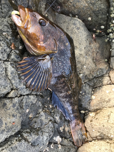 アイナメの釣果