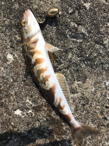 ホッケの釣果