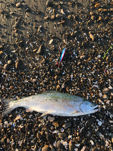 サクラマスの釣果