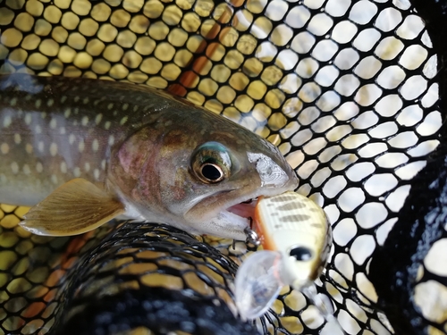 イワナの釣果