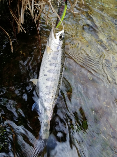 ヤマメの釣果