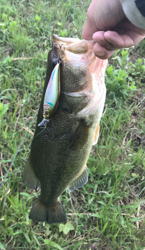 ブラックバスの釣果