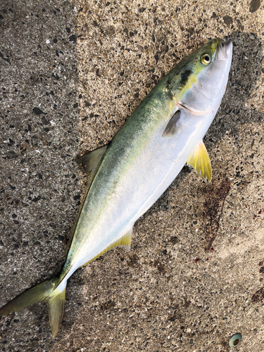 ブリの釣果