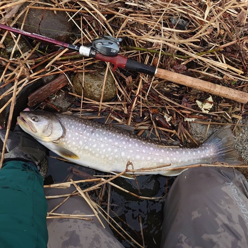 アメマスの釣果