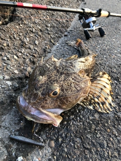 カジカの釣果