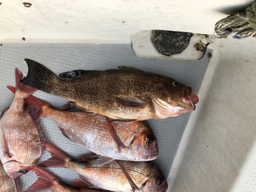 オオモンハタの釣果