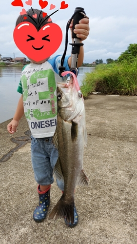 シーバスの釣果