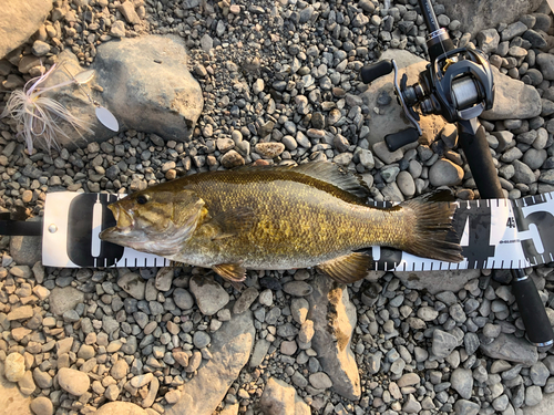 スモールマウスバスの釣果