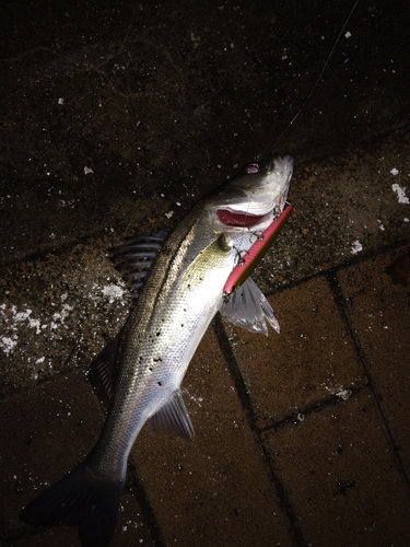 セイゴ（マルスズキ）の釣果