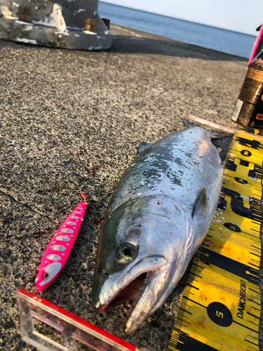 サクラマスの釣果