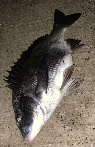 チヌの釣果