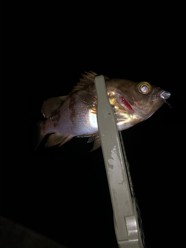 メバルの釣果