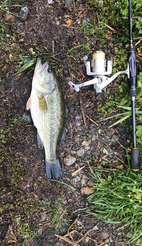 ブラックバスの釣果