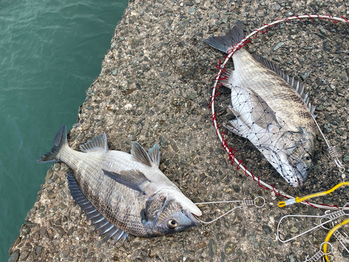 クロダイの釣果