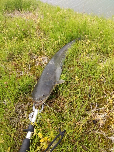 ナマズの釣果