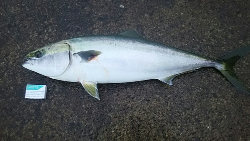 ブリの釣果