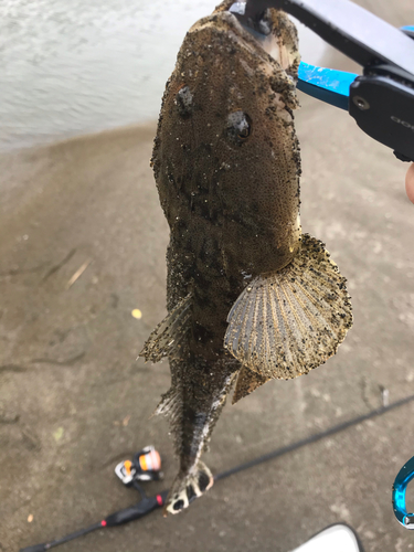 マゴチの釣果