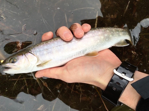 アメマスの釣果