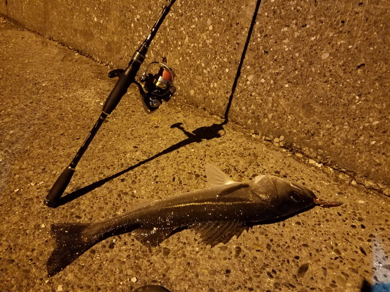 フッコ（マルスズキ）