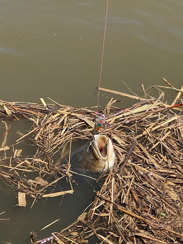 ハクレンの釣果