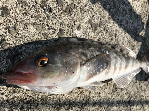 ホッケの釣果