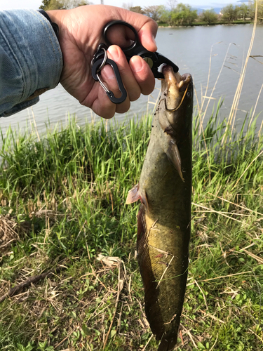 ナマズの釣果