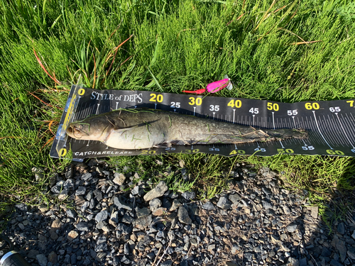 マナマズの釣果