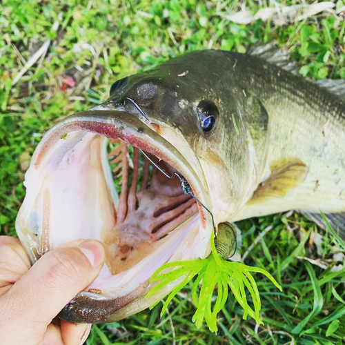 ブラックバスの釣果