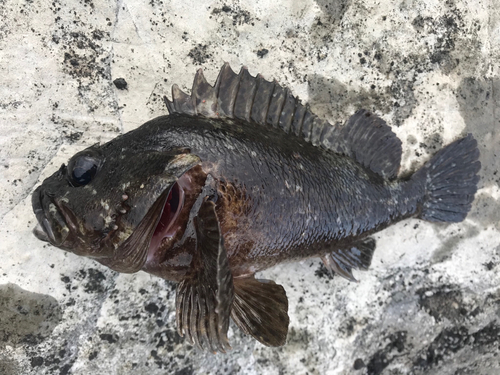 クロソイの釣果