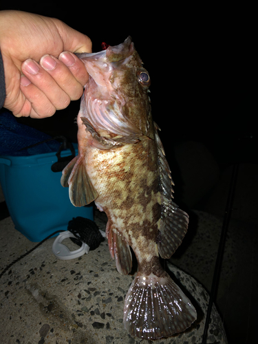 カサゴの釣果