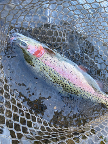 ニジマスの釣果