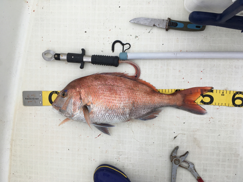 タイの釣果