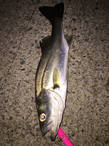 シーバスの釣果