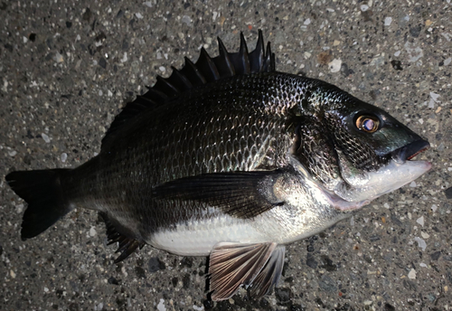 チヌの釣果