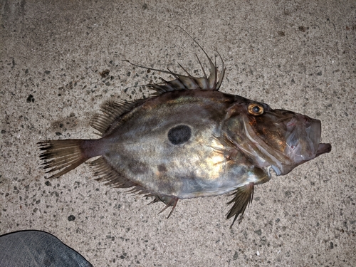 マトウダイの釣果