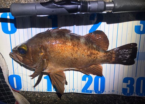 アカメバルの釣果