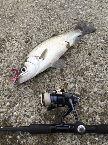 フッコ（ヒラスズキ）の釣果