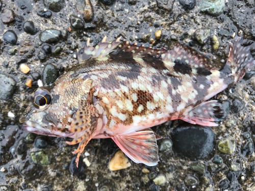 カサゴの釣果