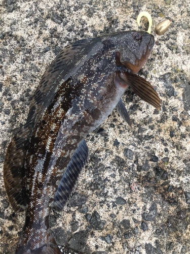 アイナメの釣果