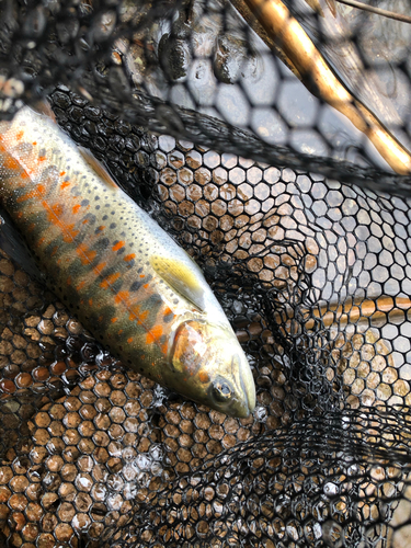 アマゴの釣果