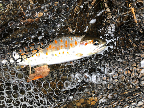 アマゴの釣果