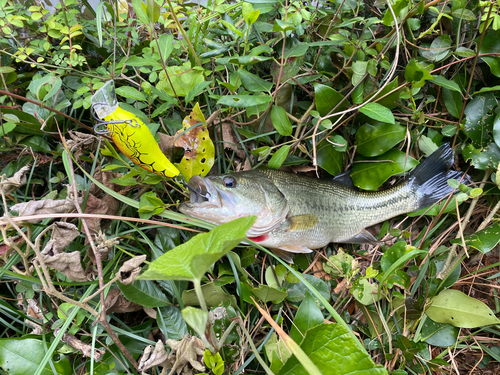 ブラックバスの釣果