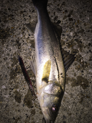 シーバスの釣果