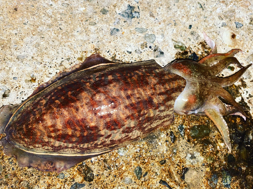 コウイカの釣果