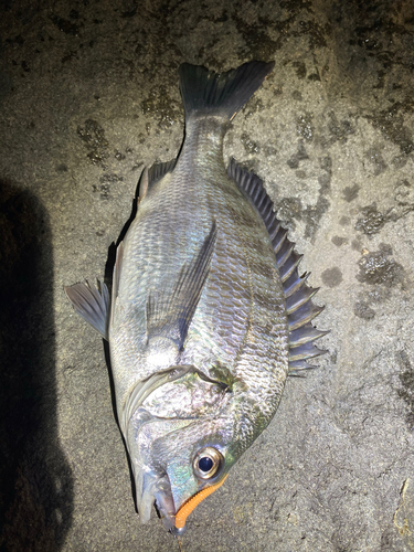 チヌの釣果