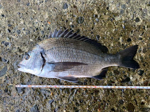 クロダイの釣果