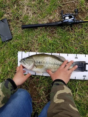 ラージマウスバスの釣果