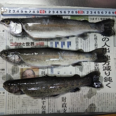 ニジマスの釣果